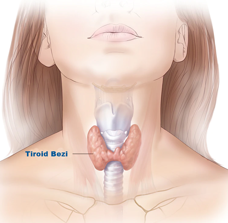 Tiroid Bezi
